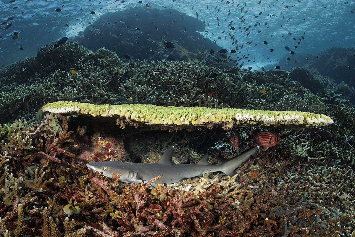 The Top 10 Marine Species to Spot on a Malaillo Liveaboard Dive Trip