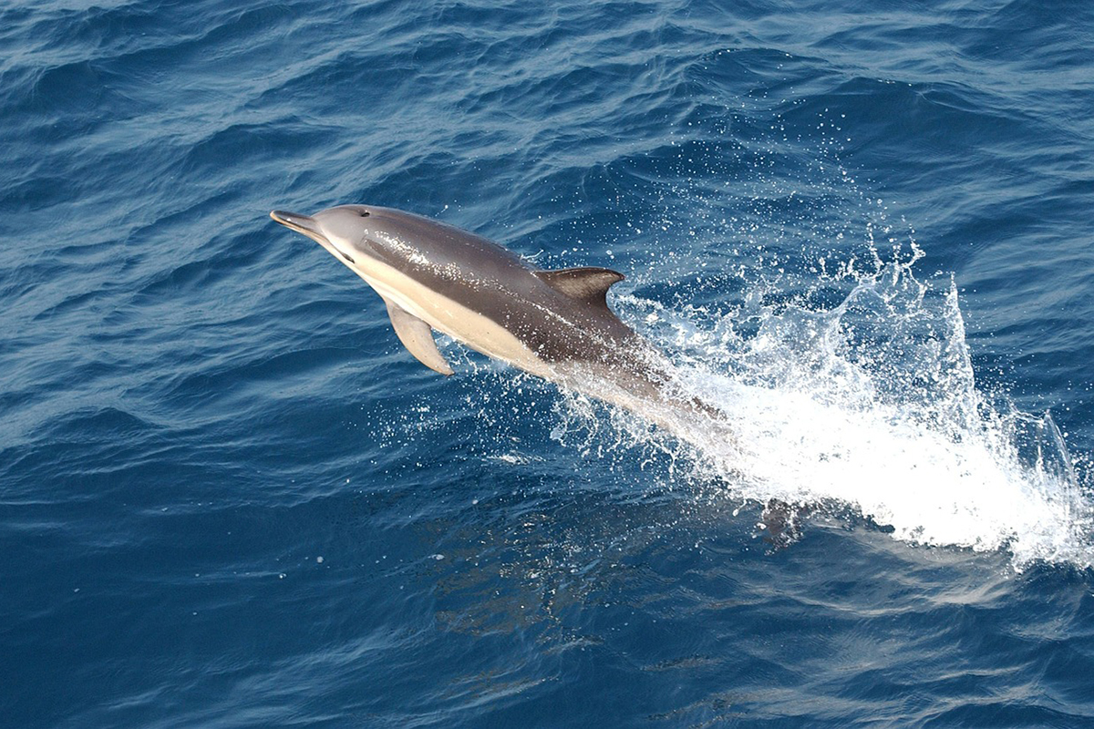 Traveling with Malaillo Liveaboard